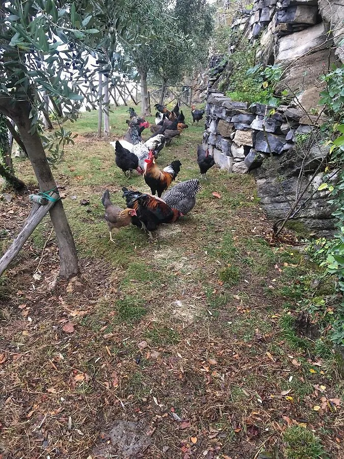 Castagna Holiday Home Nesso Italy